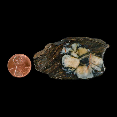 2.3" Rare Andalucite Var Chiastolite Mineral Specimen Asturias Province Boal Spain - Fossil Age Minerals