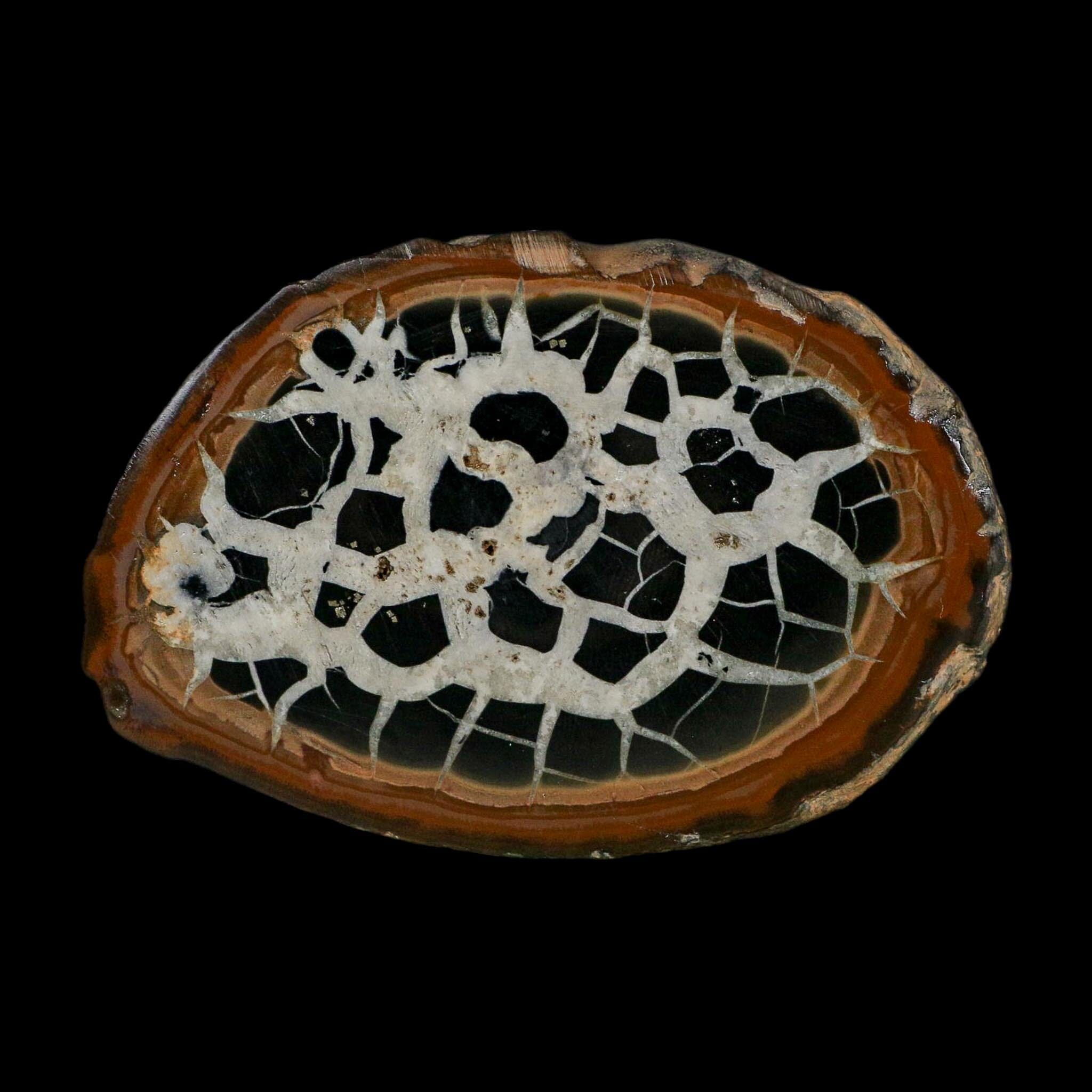 XL 3.7" Septarian Dragon Stone Polished Halves Nodule Mineral Specimen Morocco - Fossil Age Minerals
