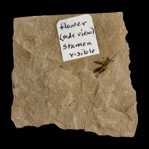 0.3" Detailed Fossil Flower Plant Green River FM Uintah County Utah Eocene Age - Fossil Age Minerals