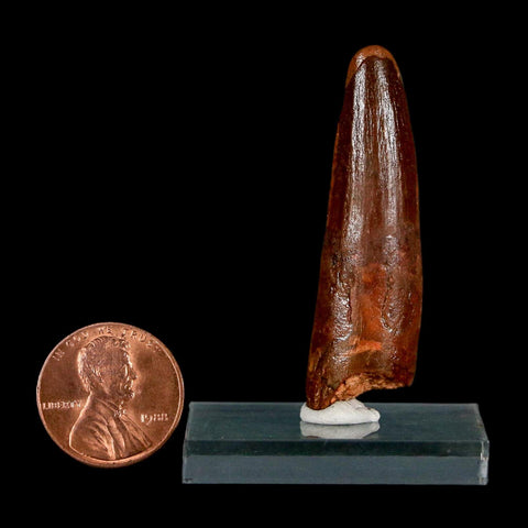 1.9" Spinosaurus Fossil Tooth 100 Million Years Old Cretaceous Dinosaur COA Stand