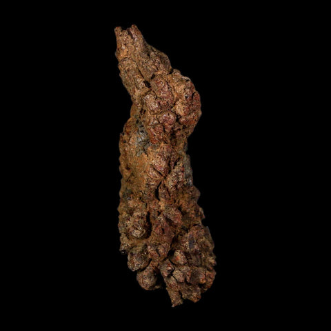 3" Prehistoric Coprolite Fossil Specimen Poop Dung Miocene Age Madagascar - Fossil Age Minerals