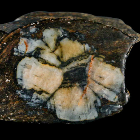 2.3" Rare Andalucite Var Chiastolite Mineral Specimen Asturias Province Boal Spain