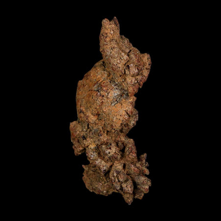 3" Prehistoric Coprolite Fossil Specimen Poop Dung Miocene Age Madagascar