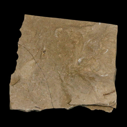 0.3" Detailed Fossil Flower Plant Green River FM Uintah County Utah Eocene Age - Fossil Age Minerals