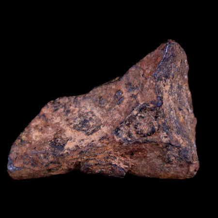Gibeon Meteorite Specimen Riker Display Namibia Africa Meteorites 9.1 Grams