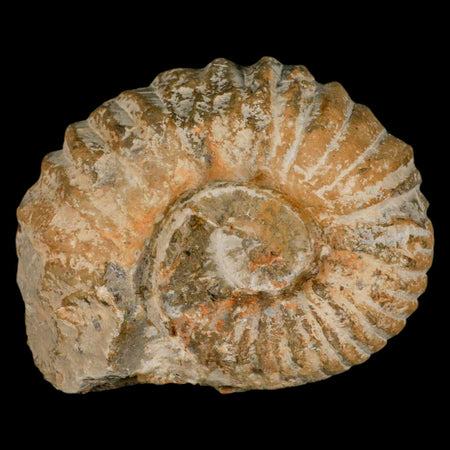 4.4" Acanthoceras Ammonite Fossil Agadir Morocco 360 Million Year Old COA