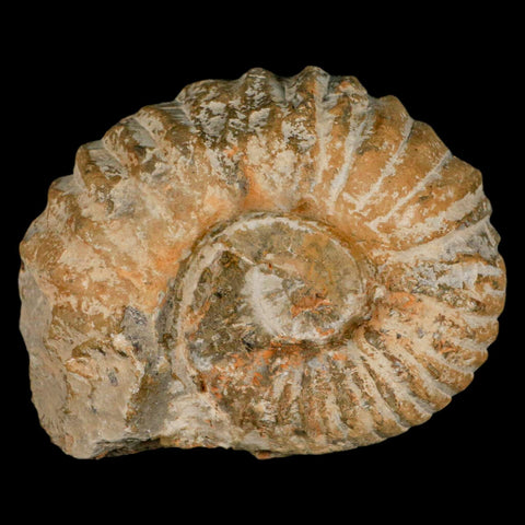 4.4" Acanthoceras Ammonite Fossil Agadir Morocco 360 Million Year Old COA - Fossil Age Minerals