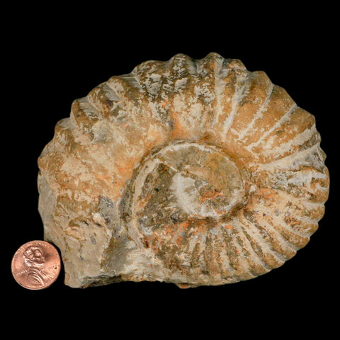 4.4" Acanthoceras Ammonite Fossil Agadir Morocco 360 Million Year Old COA - Fossil Age Minerals