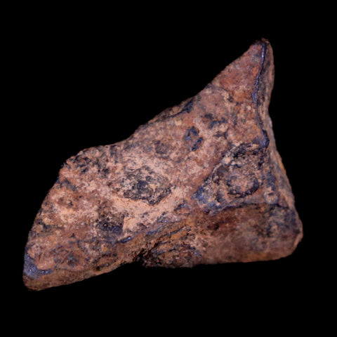 Gibeon Meteorite Specimen Riker Display Namibia Africa Meteorites 9.1 Grams - Fossil Age Minerals