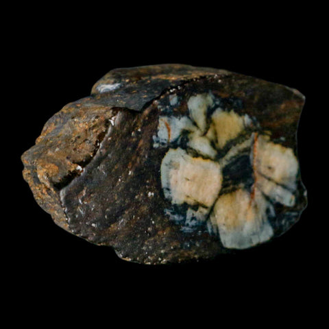 2.3" Rare Andalucite Var Chiastolite Mineral Specimen Asturias Province Boal Spain - Fossil Age Minerals