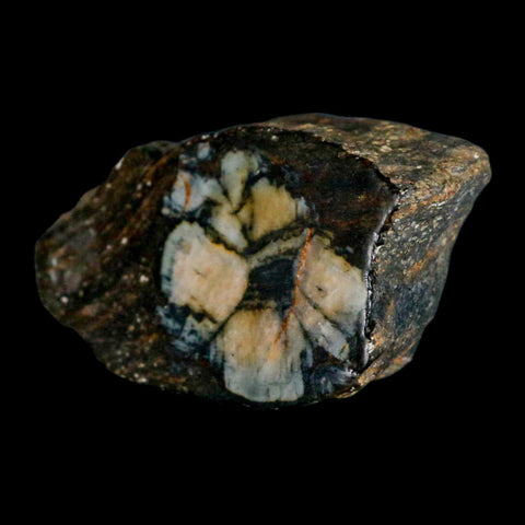 2.3" Rare Andalucite Var Chiastolite Mineral Specimen Asturias Province Boal Spain - Fossil Age Minerals