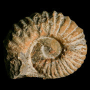 4.4" Acanthoceras Ammonite Fossil Agadir Morocco 360 Million Year Old COA