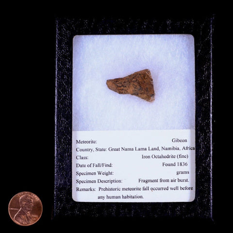 Gibeon Meteorite Specimen Riker Display Namibia Africa Meteorites 9.1 Grams - Fossil Age Minerals