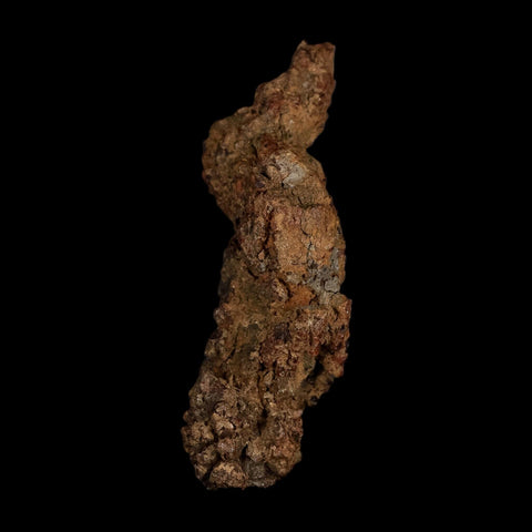 3" Prehistoric Coprolite Fossil Specimen Poop Dung Miocene Age Madagascar - Fossil Age Minerals