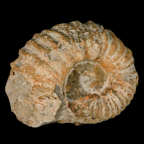 4.4" Acanthoceras Ammonite Fossil Agadir Morocco 360 Million Year Old COA - Fossil Age Minerals