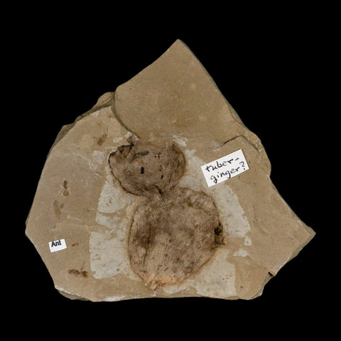 2.1" Fossil Tuber Ginger And Insect Ants Green River Formation Uintah Utah Eocene Age - Fossil Age Minerals