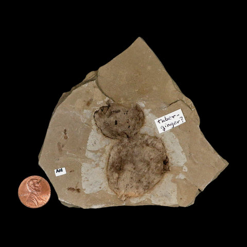2.1" Fossil Tuber Ginger And Insect Ants Green River Formation Uintah Utah Eocene Age - Fossil Age Minerals