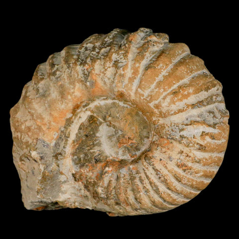 4.4" Acanthoceras Ammonite Fossil Agadir Morocco 360 Million Year Old COA - Fossil Age Minerals