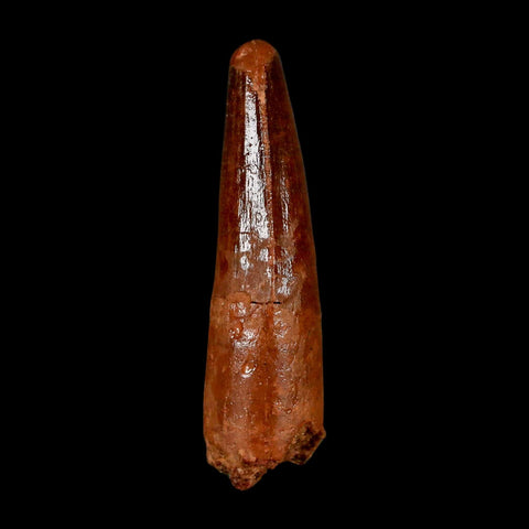 1.9" Spinosaurus Fossil Tooth 100 Million Years Old Cretaceous Dinosaur COA Stand