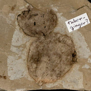 2.1" Fossil Tuber Ginger And Insect Ants Green River Formation Uintah Utah Eocene Age