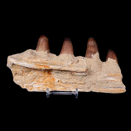 6.5" Crocodile Fossil Jaw Teeth Kem Kem Morocco Cretaceous Age Crocodilian Tooth