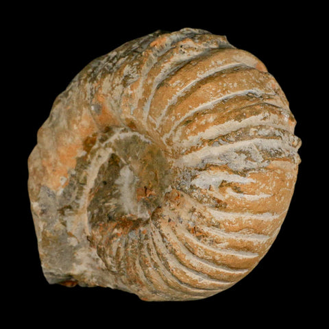 4.4" Acanthoceras Ammonite Fossil Agadir Morocco 360 Million Year Old COA - Fossil Age Minerals