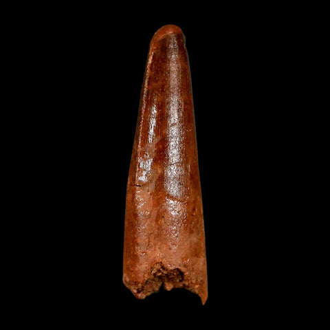 1.9" Spinosaurus Fossil Tooth 100 Million Years Old Cretaceous Dinosaur COA Stand