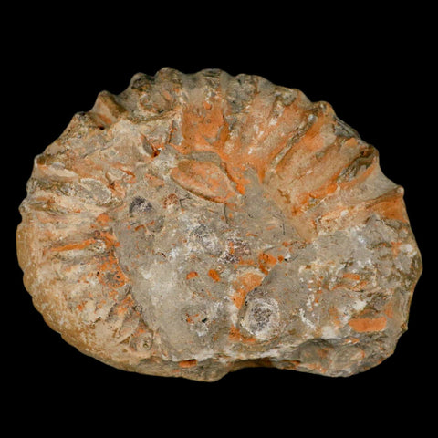 4.4" Acanthoceras Ammonite Fossil Agadir Morocco 360 Million Year Old COA - Fossil Age Minerals