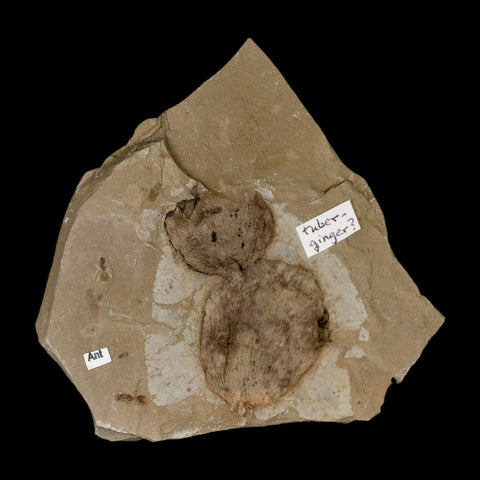 2.1" Fossil Tuber Ginger And Insect Ants Green River Formation Uintah Utah Eocene Age - Fossil Age Minerals