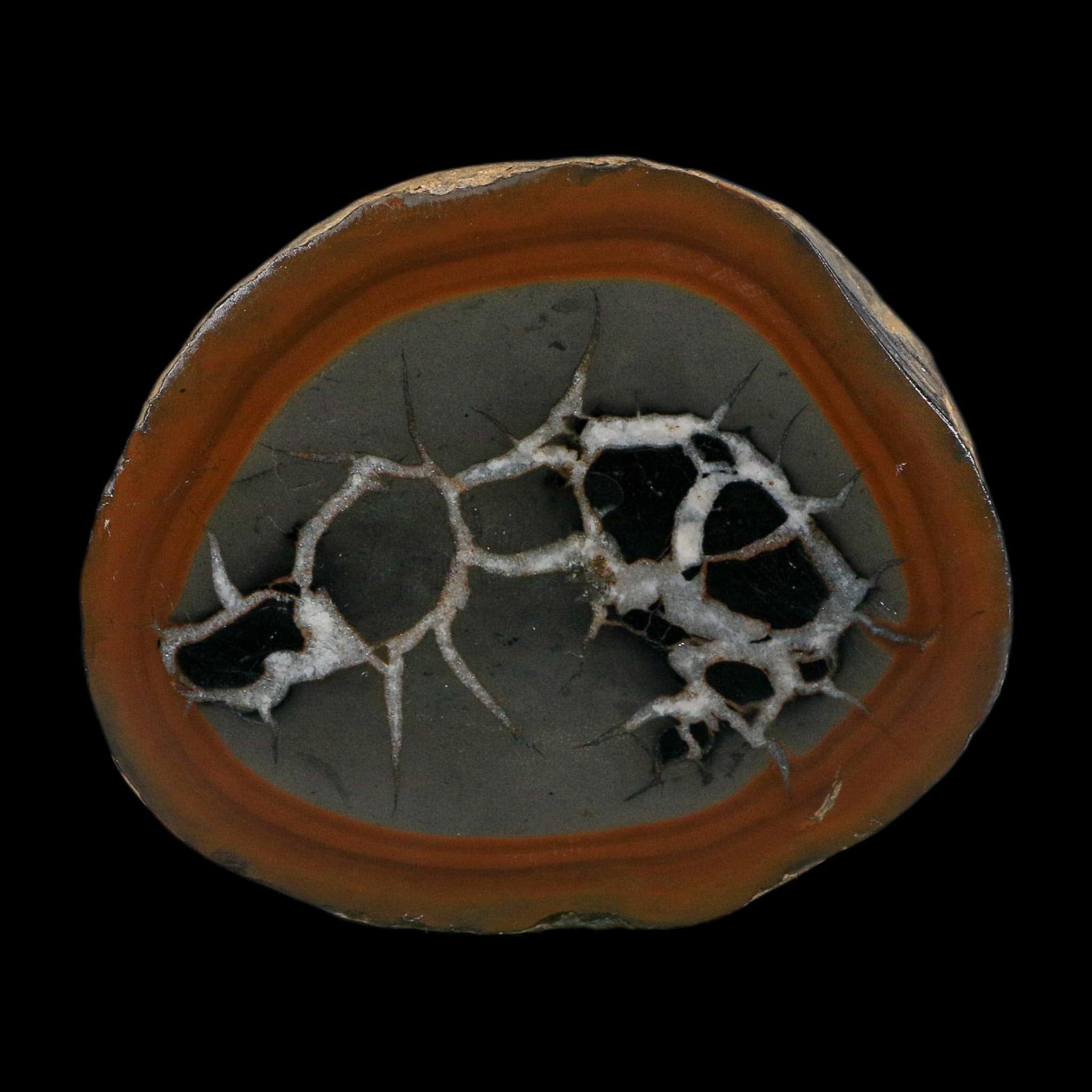 3.1" Septarian Dragon Stone Polished Halves Nodule Mineral Specimen Morocco - Fossil Age Minerals