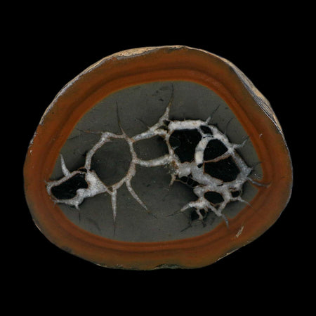 3.1" Septarian Dragon Stone Polished Halves Nodule Mineral Specimen Morocco