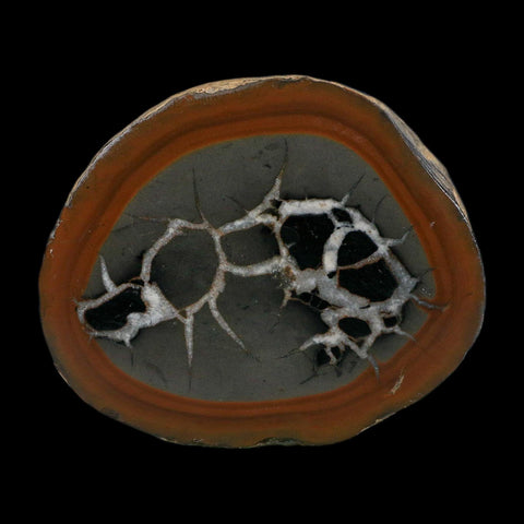 3.1" Septarian Dragon Stone Polished Halves Nodule Mineral Specimen Morocco
