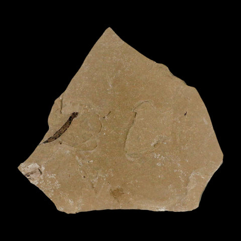 2.1" Fossil Tuber Ginger And Insect Ants Green River Formation Uintah Utah Eocene Age - Fossil Age Minerals