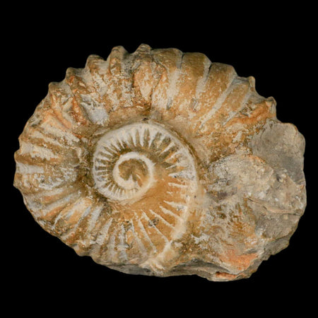 4.3" Acanthoceras Ammonite Fossil Agadir Morocco 360 Million Year Old COA