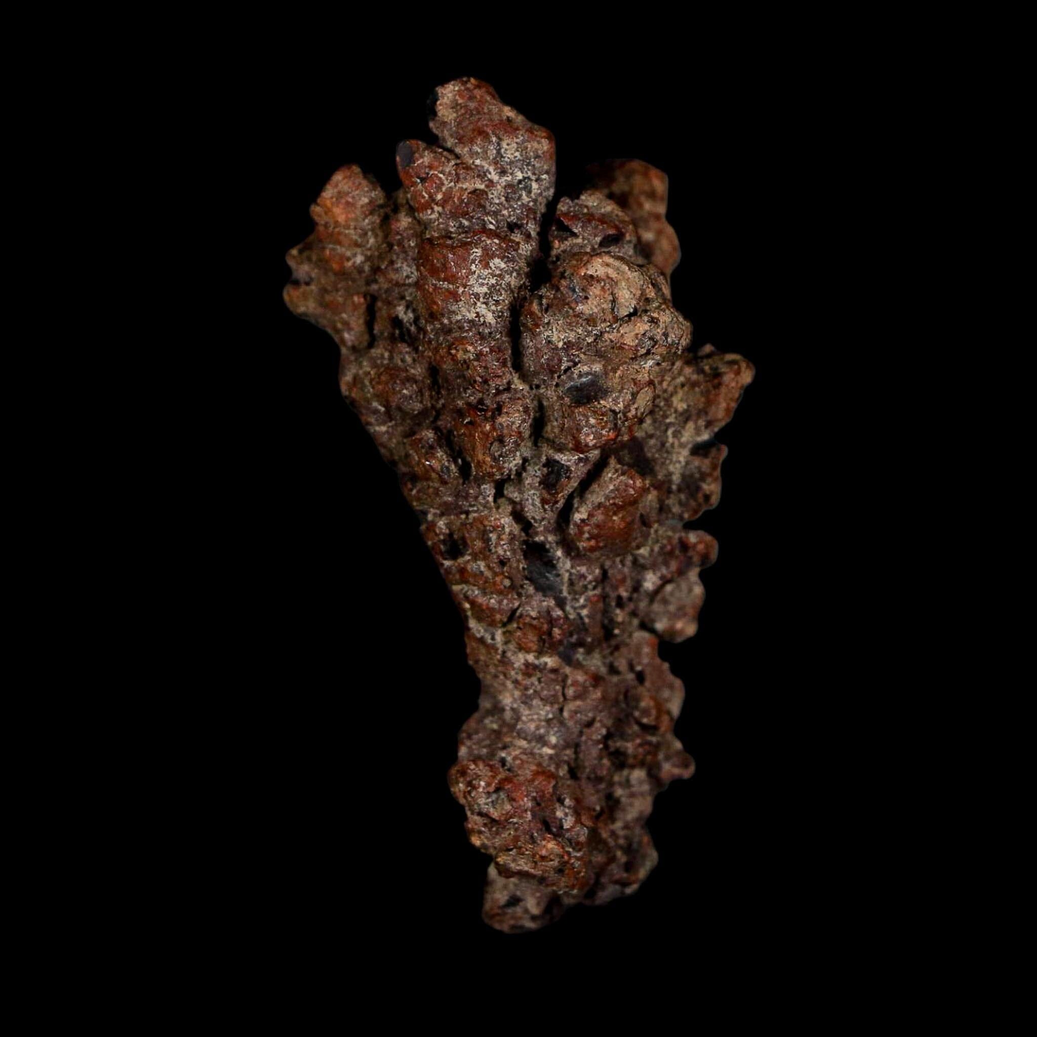 2.3" Prehistoric Coprolite Fossil Specimen Poop Dung Miocene Age Madagascar - Fossil Age Minerals