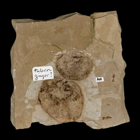 2.1" Fossil Tuber Ginger And Insect Ants Green River Formation Uintah Utah Eocene Age - Fossil Age Minerals
