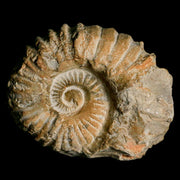 4.3" Acanthoceras Ammonite Fossil Agadir Morocco 360 Million Year Old COA