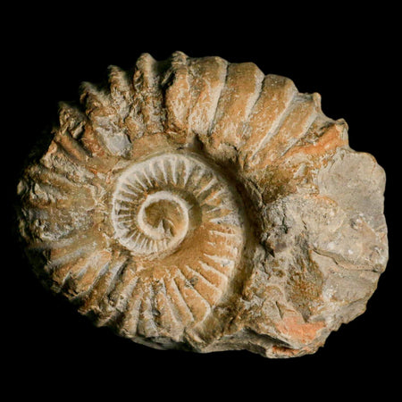 4.3" Acanthoceras Ammonite Fossil Agadir Morocco 360 Million Year Old COA