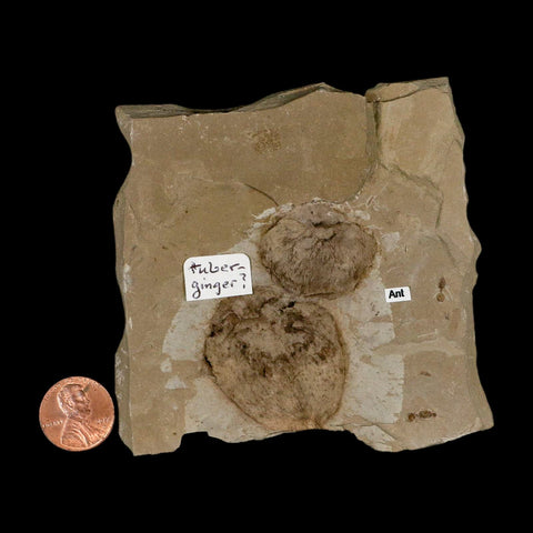 2.1" Fossil Tuber Ginger And Insect Ants Green River Formation Uintah Utah Eocene Age - Fossil Age Minerals