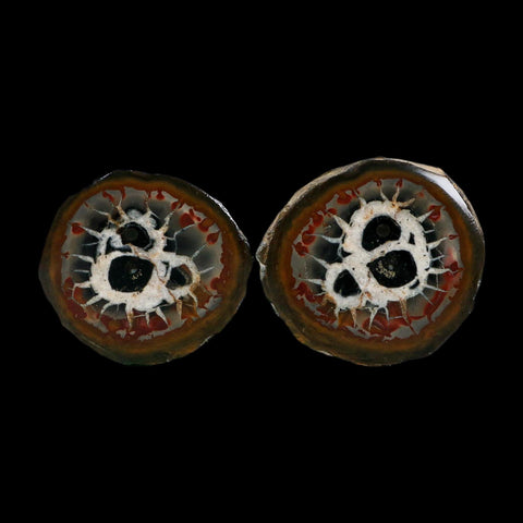 2.2" Septarian Dragon Stone Polished Halves Nodule Mineral Specimen Morocco