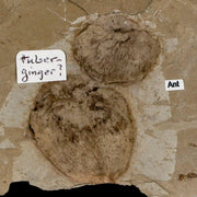 2.1" Fossil Tuber Ginger And Insect Ants Green River Formation Uintah Utah Eocene Age