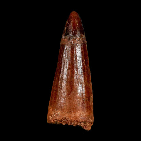 1.5" Spinosaurus Fossil Tooth 100 Million Years Old Cretaceous Dinosaur COA Stand