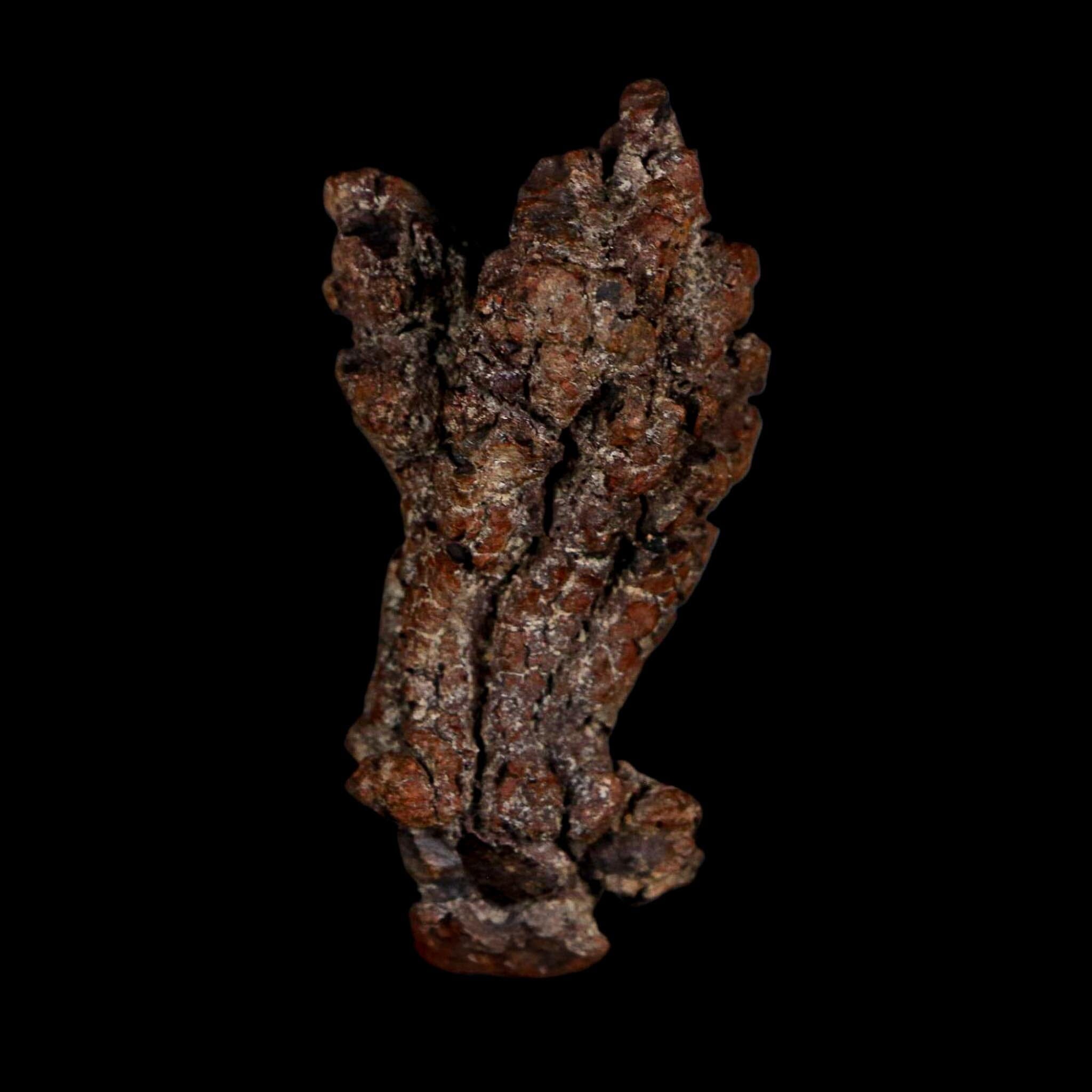 2.3" Prehistoric Coprolite Fossil Specimen Poop Dung Miocene Age Madagascar - Fossil Age Minerals