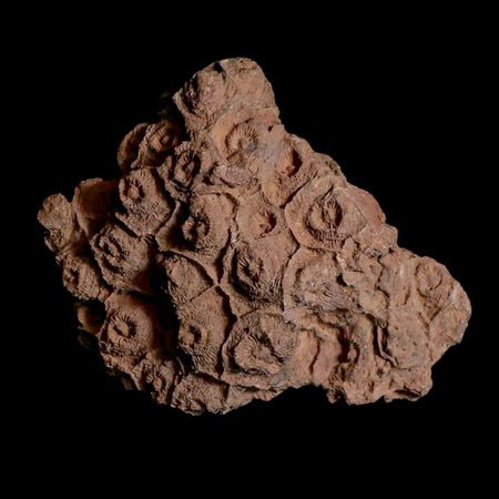 4" Rough Hexagonaria Coral Fossil Devonian Age 350 Million Yrs Old Morocco