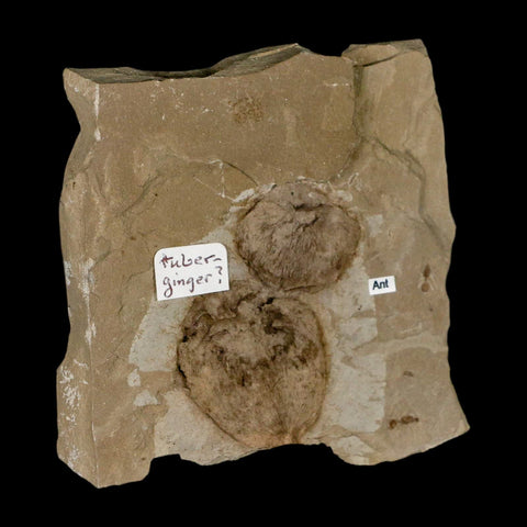 2.1" Fossil Tuber Ginger And Insect Ants Green River Formation Uintah Utah Eocene Age - Fossil Age Minerals
