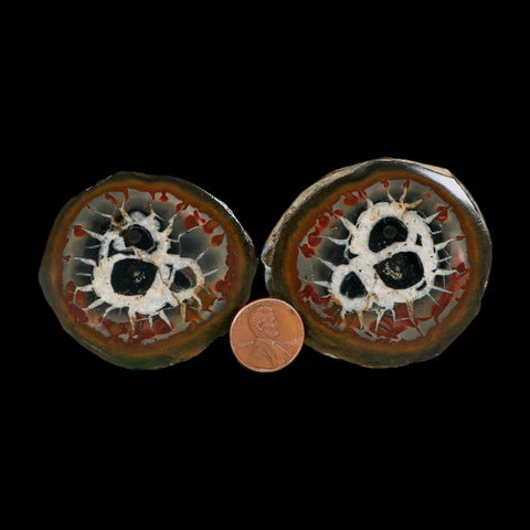 2.2" Septarian Dragon Stone Polished Halves Nodule Mineral Specimen Morocco