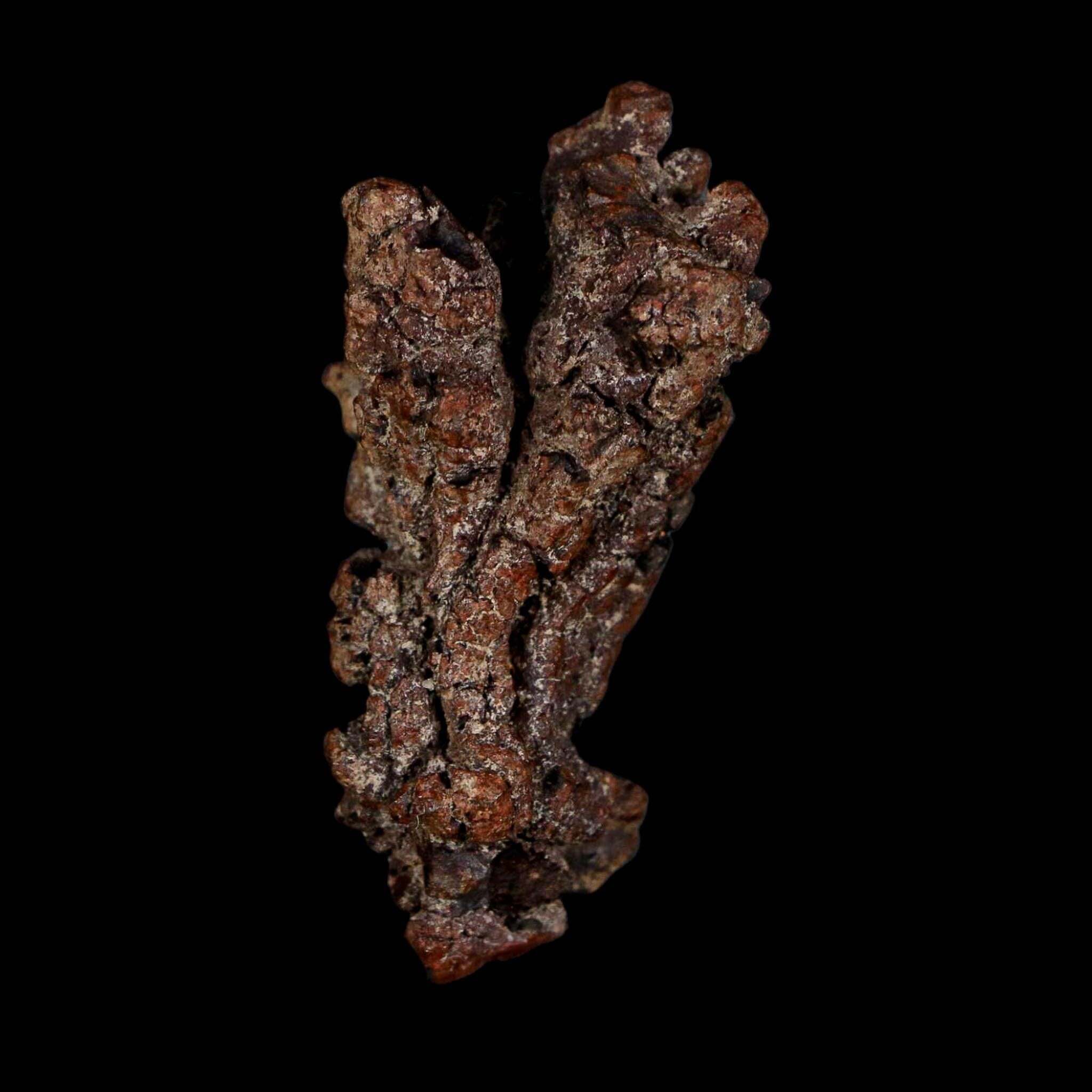 2.3" Prehistoric Coprolite Fossil Specimen Poop Dung Miocene Age Madagascar - Fossil Age Minerals