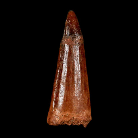 1.5" Spinosaurus Fossil Tooth 100 Million Years Old Cretaceous Dinosaur COA Stand