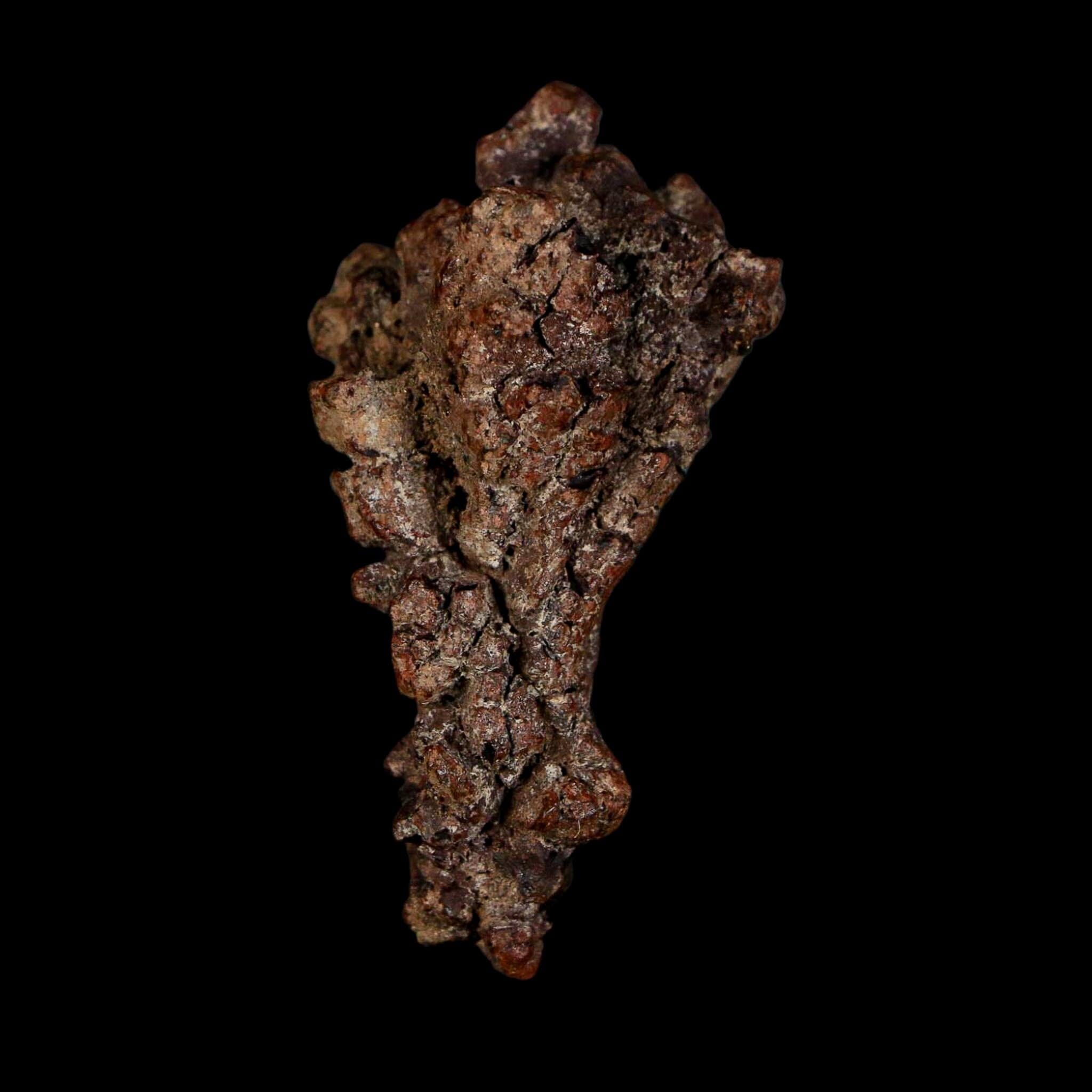 2.3" Prehistoric Coprolite Fossil Specimen Poop Dung Miocene Age Madagascar - Fossil Age Minerals