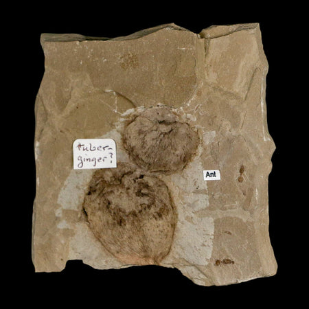 2.1" Fossil Tuber Ginger And Insect Ants Green River Formation Uintah Utah Eocene Age